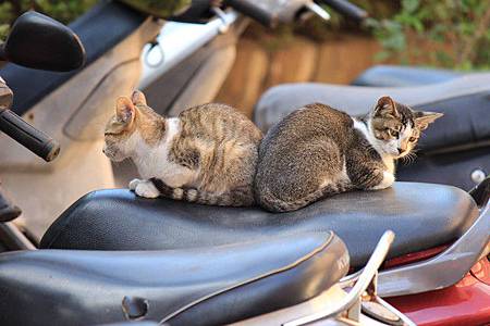 [相片書]-變成愛心的兩隻貓咪 @圍事小哥的幸福相框
