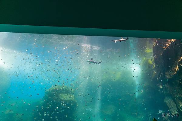 桃園青埔景點-Xpark水族館開箱，網美必殺夢幻水母水晶球與福爾摩沙大魚缸，滿足你與數千條魚兒共游的夢想 @圍事小哥的幸福相框